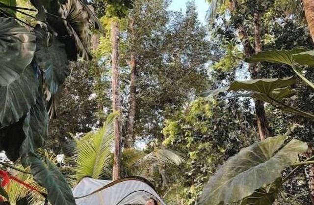 Tree Camping Tent: Hacienda Monte Reynn