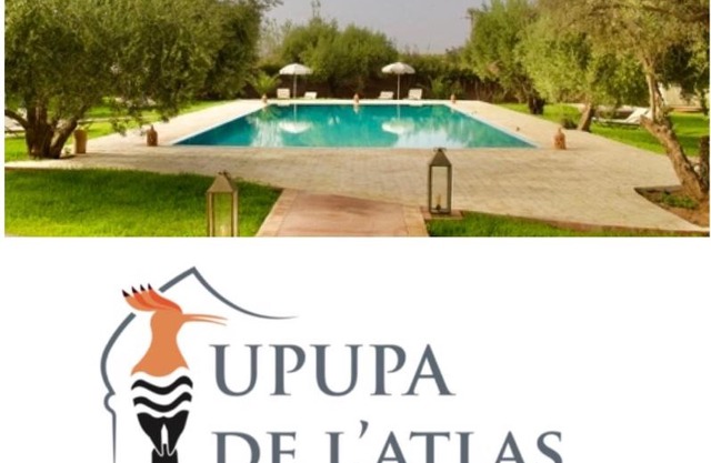 Upupa de l’Atlas