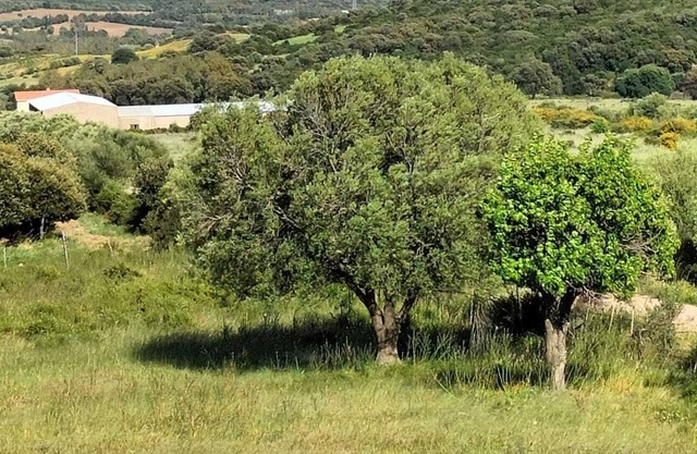 VILLA VESTA SARDINIA