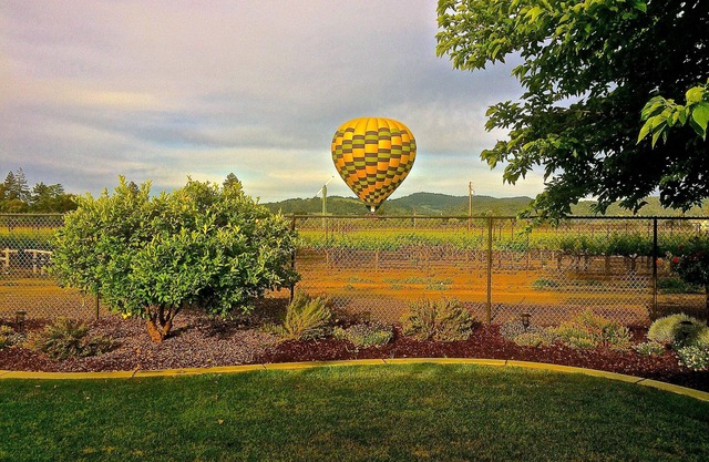 Vineyard Views in the Heart of the Napa Valley