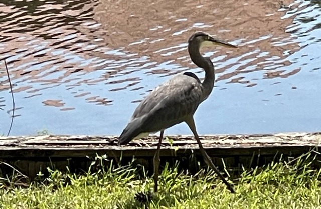 Waterfront Escape 45 minutes to Downtown New Orleans!