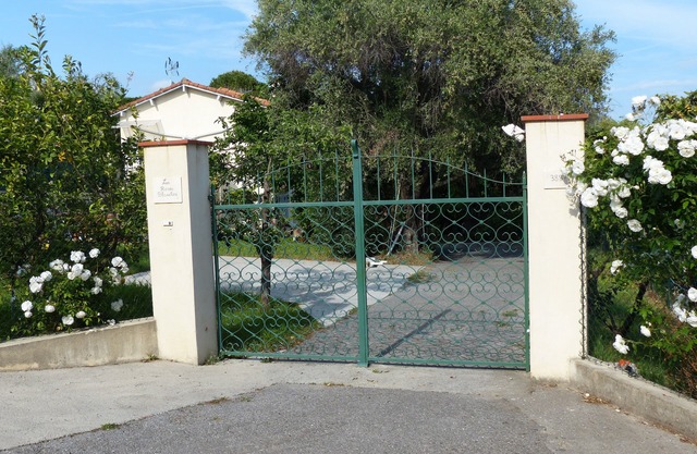 White roses CANNES MOUGINS