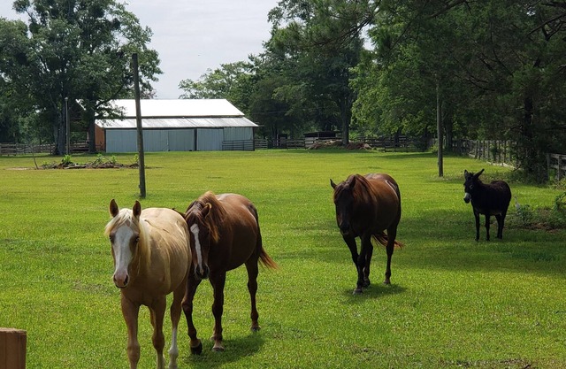 Working Horse Ranch 25 acres. 3/2 1440sf. Close town, beach. stocked Pond. Farm