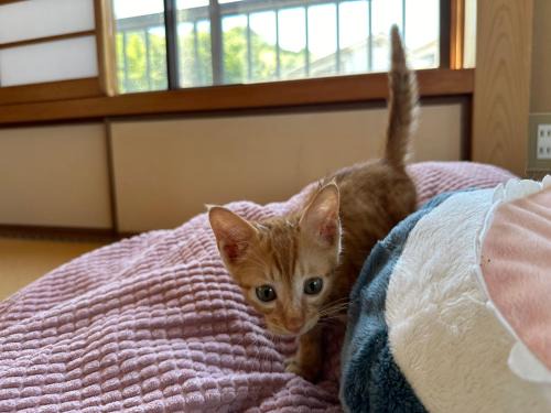 Kure House | 猫と泊まれる宿にゃんstay