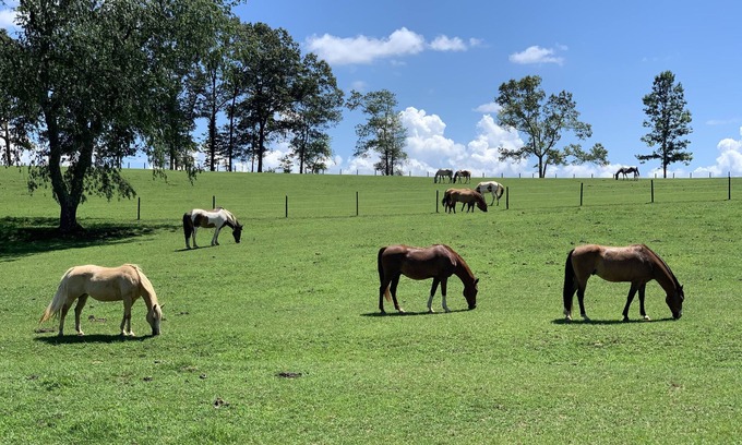Arden Cottage | 17 Acre Private Horse Farm~Fireplace~Hot Tub~Quiet~Secluded