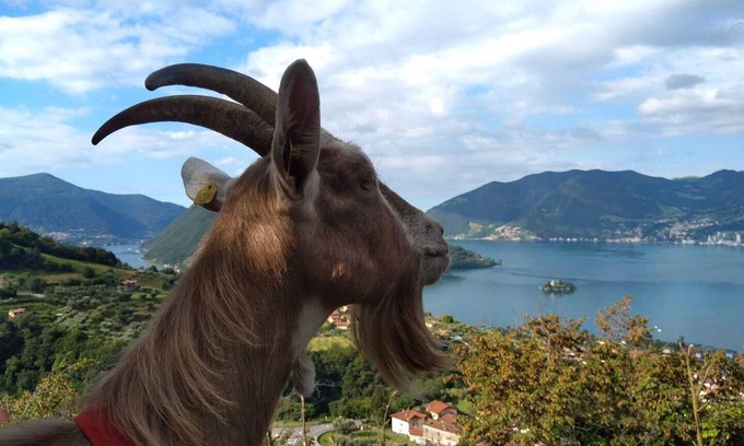 Marone Other | Accogliente Agriturismo , in Posizione Panoramica Sullo Splendido Lago D'iseo