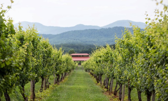 Afton Cabin | Afton Mtn. Vineyards: Cadus | 1 Bed, 1 Bath
