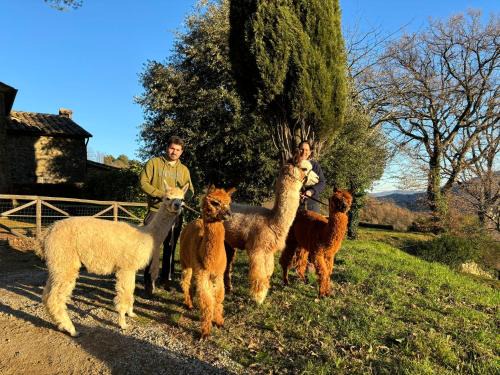Pieve di Chio Apartment | Agriturismo Il Castellare