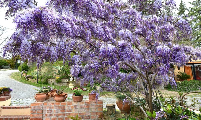 Montesicuro Bed & Breakfast | B&B Glicine