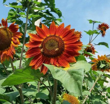 Spezzano della Sila Bed & Breakfast | B&B Il Girasole