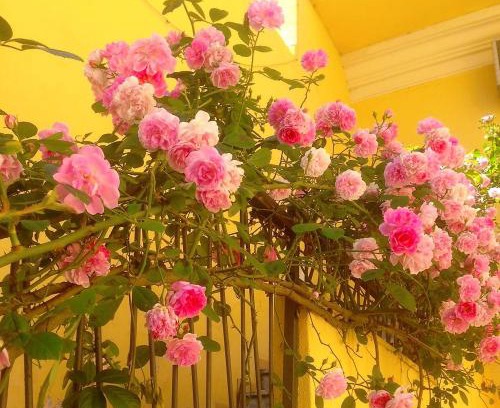 Nuoro Bed & Breakfast | B&B Maison Rosetta IUN-E4948