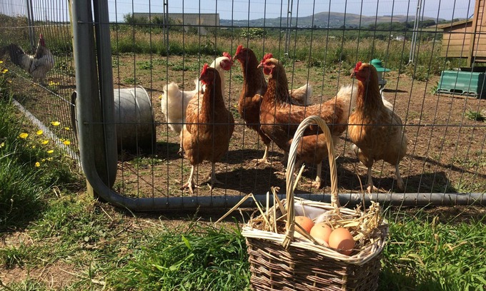 Stenalees Other | Beautiful Mena Farm, Lanivet, Bodmin - 3 x Bedrooms, Cosy, Family & Dog-Friendly