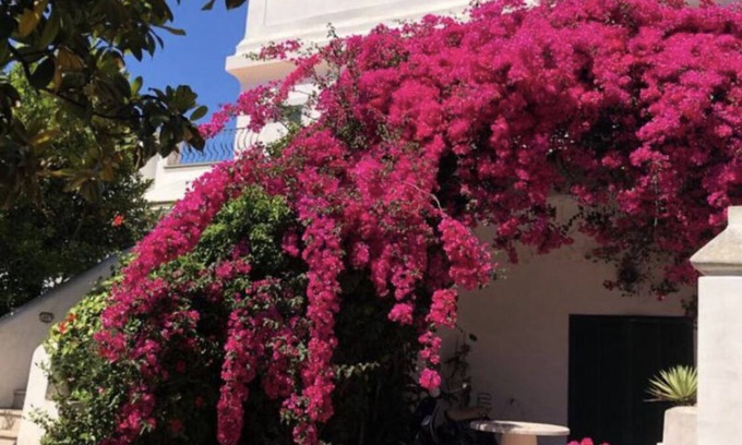 Ischia Porto House | Bouganville