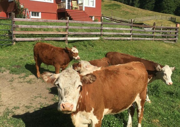 Olalla Cabin | Brookside Cottage On The Red House Farm, Mini Lodge On Rolling Hillside Farm