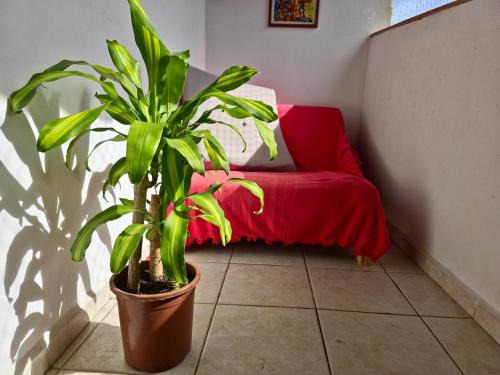 Barra Velha House | Casa Pet Churras & Praia