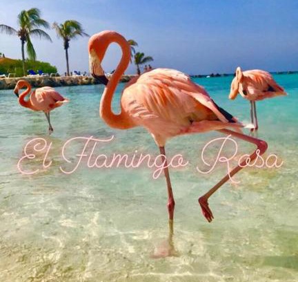 Iglesias Historic Centre House | Casa vacanze El Flamingo Rosa Cod IUN P5386