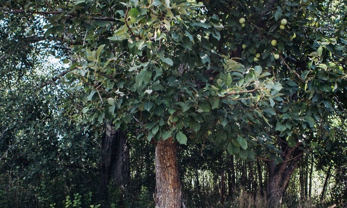 Alder Cottage | Delightful Cottage near Virginia City - Inspired Get-Away with Artist Studio