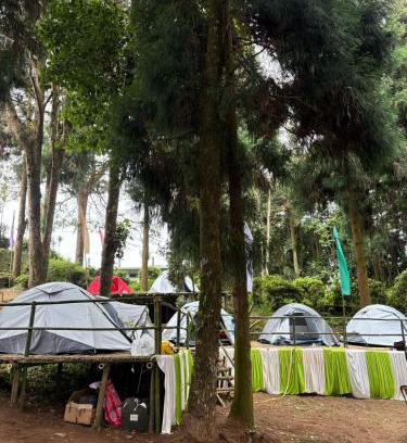 Turuk Hotel | Delo pine nest campsite