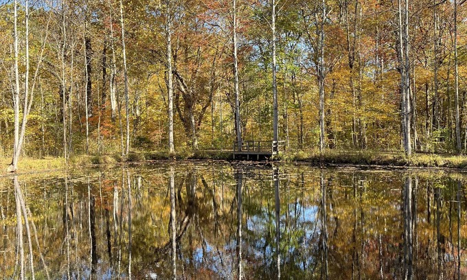 Sperryville Cottage | Enjoy woods and wildlife just 5 minutes from Sperryville food and fun!