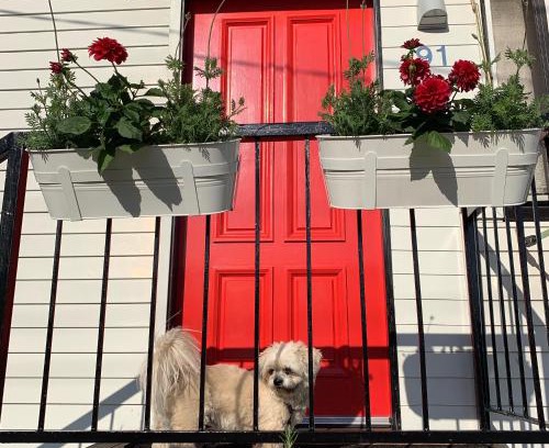 Gaythorne Apartment | Family and pet friendly home in Brisbane