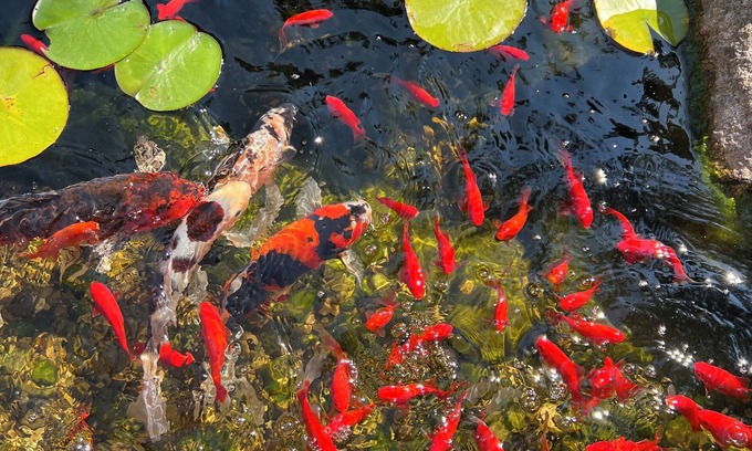 Trail Creek House | Firefly Pond/Koi Pond/Tranquil Backyard