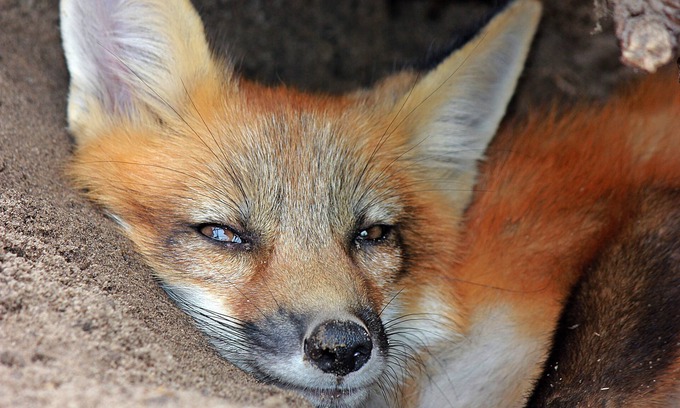 Trilby Apartment | Florida Breeze - Wildlife Sanctuary