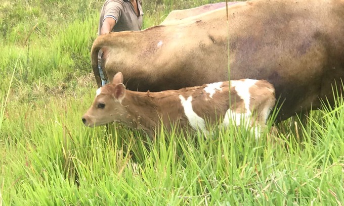 Llano Chico Other | HERMOSA CASA DE CAMPO Naturaleza, rio, Bosques,