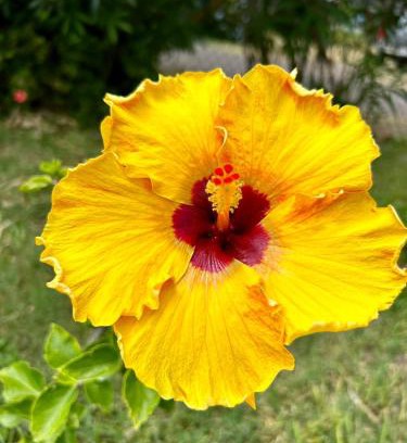 Mokuleia House | Hibiscus Hale - Perfect for 2!