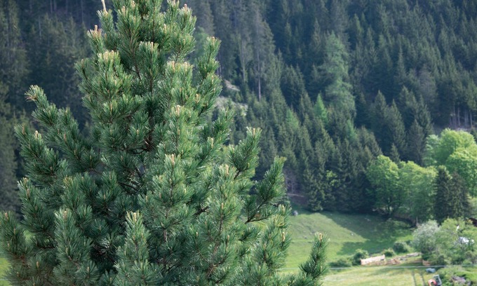 Racines Apartment | Holiday Apartment 'Miramor Kollina' with Mountain View, Shared Garden & Wi-Fi