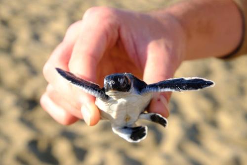 Sarongan House | Java Turtle Lodge Meru Betiri