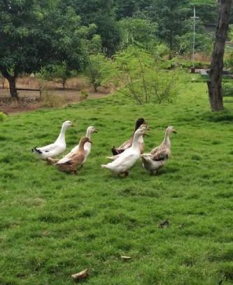Shahapur House | Mars Agro Farm - Shahapur