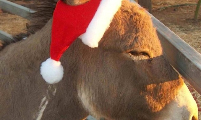 Cheyenne Estates House | Northeast Tucson 2 bedroom-2 Bath-Pool-Oasis Paradise