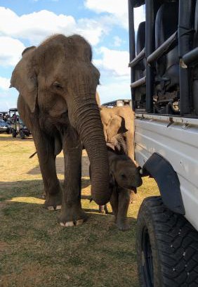 Udawalawa House | Pinnacle Safari Resort