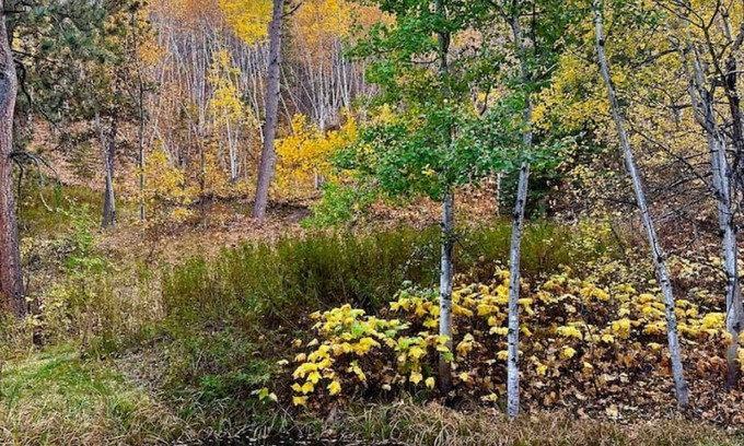 Deadwood Hotel | Ponderosa Pines: Motel Room 18- Peaceful room in the woods