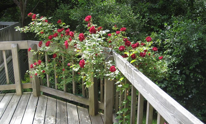 Vineyard Haven House | Quiet/Wooded/Walk to town: Shared home w/1 other guest room.