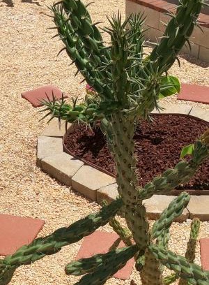 Long Neck House | Ranch with Cactuses