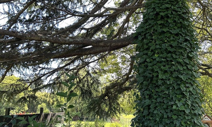 Bowral House | Romantic Apple Tree Lane