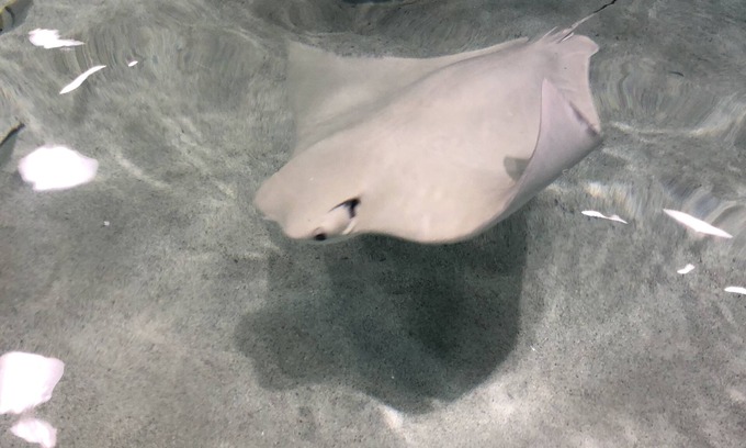 El Lago Condo | Rooms available for rent to traveling medical and fire staff