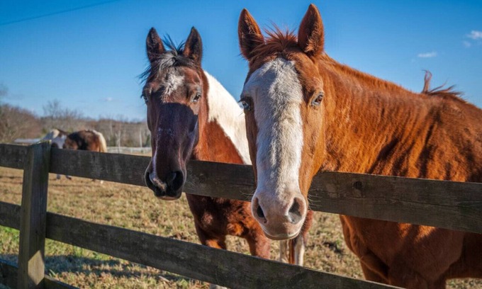 Macon House | Rusmar Farm: Equine Country Living 'n Powhatan, VA