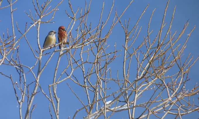 Bellecombe Cabin | Self-contained cabin perched on stilts in the vegetation, Haut Jura, 1250m alt.