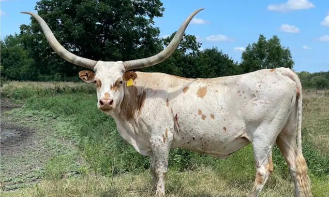 Lockhart Cabin | Serene and Spacious Ranch in the BBQ Capital