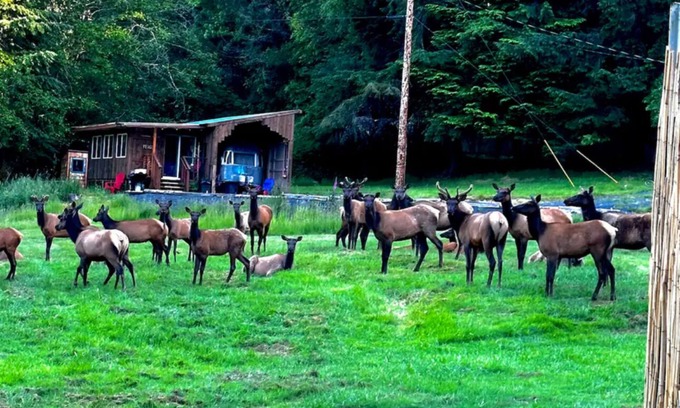 Reedsport Cabin | Serene cabin with WiFi with view of elk and coastal hills