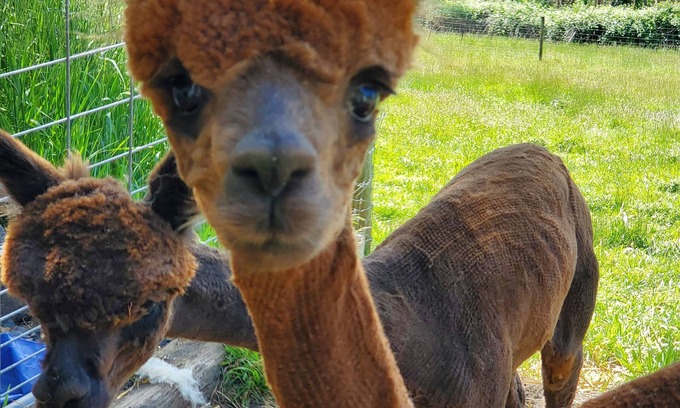 Troutdale Apartment | Springdale Farm unit 2