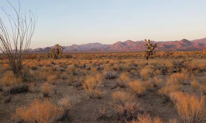 Yucca House | Tiny home in Joshua Tree Forest