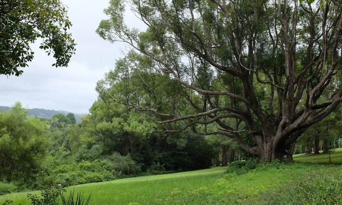 Binna Burra Apartment | Tranquil rainforest apartment, close to Bangalow village, 15 mins to Byron Bay