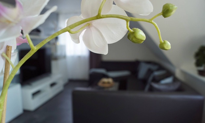 Lotte Apartment | Vacation apartment/apartment for 2 guests with 54m² in Osnabrück (149593)