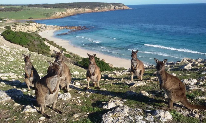 Cassini Cabin | Waves & Wildlife Cottages Kangaroo Island