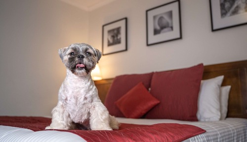 Room, 1 King Bed (Pet)