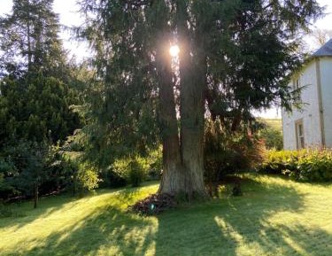 King Room with Garden View