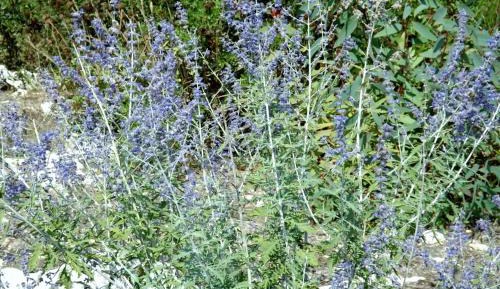 Studio with Balcony (2 Adults)